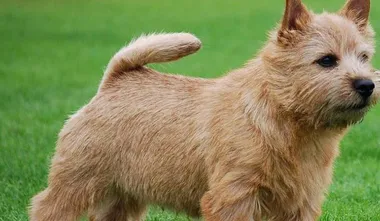 Norwich Terrier