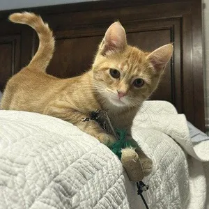 Cheddar Biscuit