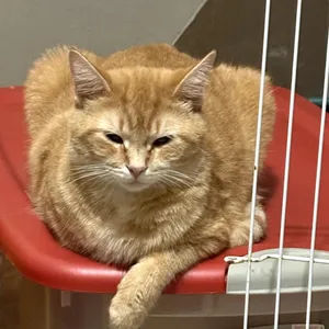 Cheese - orange girl