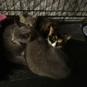 Valerie (F), Vance (M), & Vivian (F, calico)
