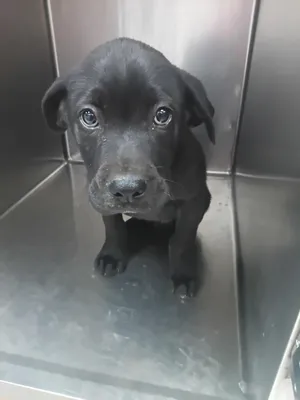 Jet