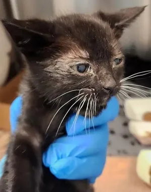 Bisque