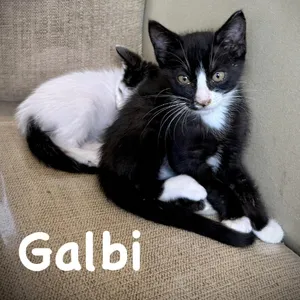 Galbi