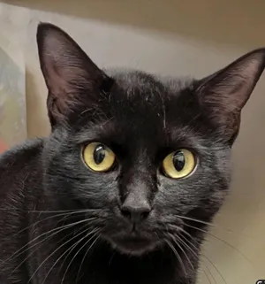 Umbreon - The little supervisor