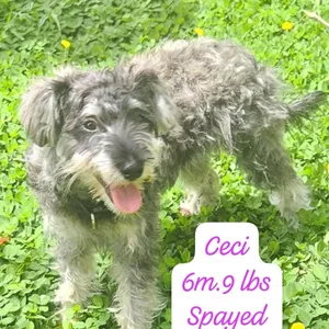 Ceci