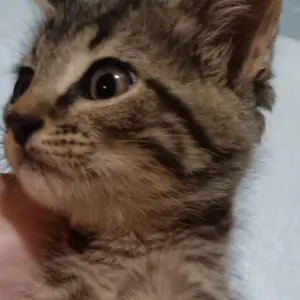 Loki