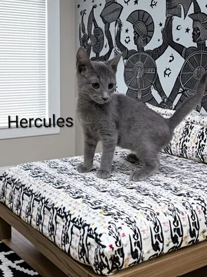 Hercules