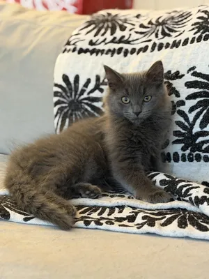 Artemis