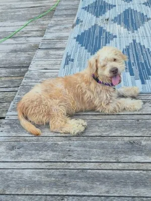 Benji