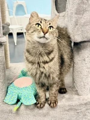 Portobello aka Little Ear