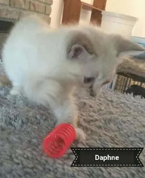 Daphnie