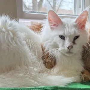 Lucky