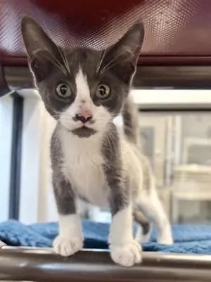 MOUSTACHIO