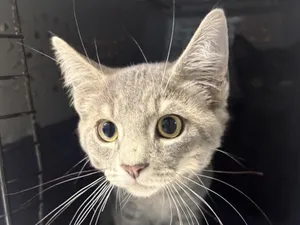 Simon