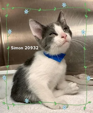 SIMON (see also ALVIN & THEODORE)