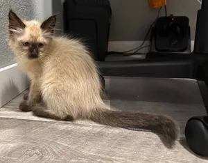 Fluffernuts
