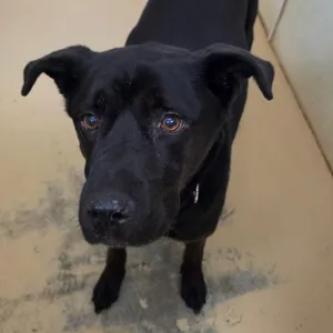 Loki (C000-135) - Costa Mesa Location