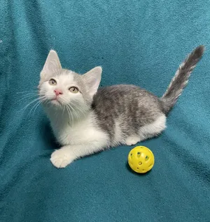 Carlos