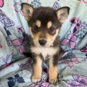 Evie