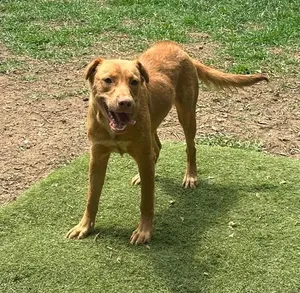 Stella