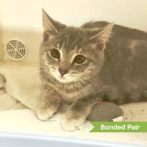 Quinn (bonded with Queenie)
