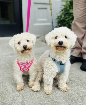 Oso and Daisy