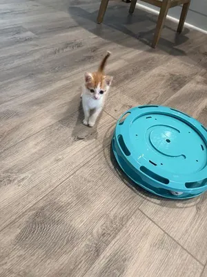 CHEESE-IT