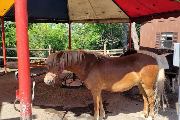 Prairie PAWS Rescue