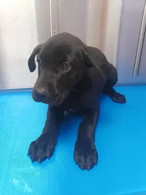 Nova
