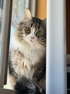 Mirabelle