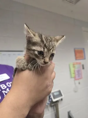 CHOCOLATE CHIP