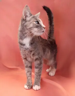 SARABI