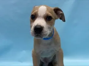 Alfalfa