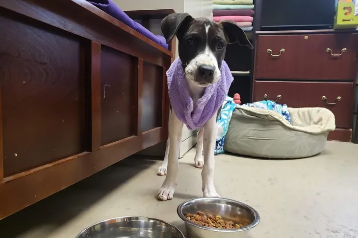 White County Animal Shelter