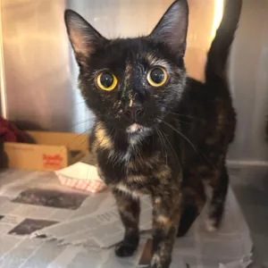 Luna La Tortie