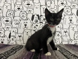 BARON