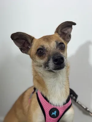 Nelly-One of our Amazing Rescue Dogs