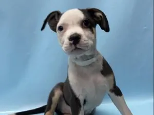Petey