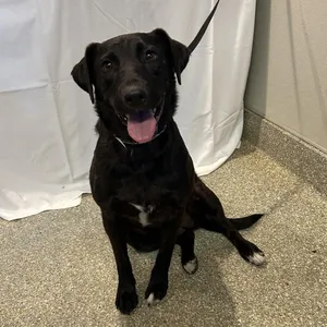 IVHS-Stray-140467