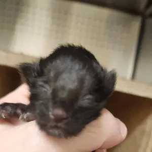 Brownie Bear