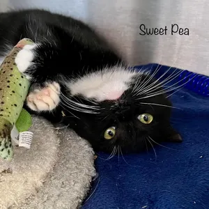 Sweet Pea