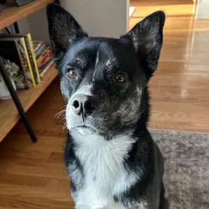 Ralph (guest dog)