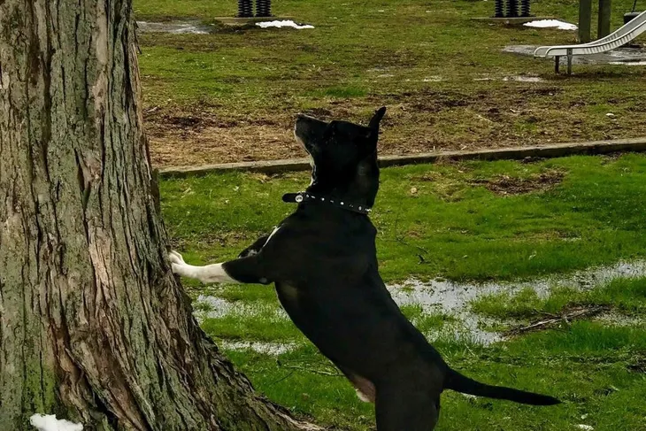 Bishop's Small Dog Rescue, Inc.