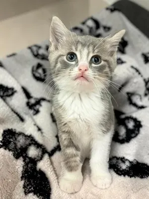Benny