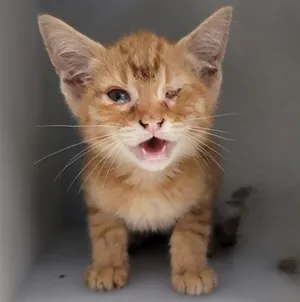 O-TABBY