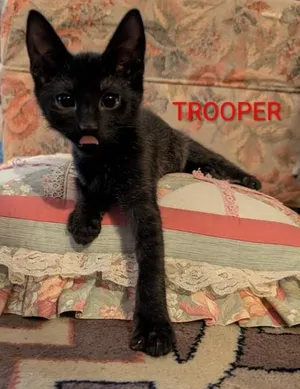 Trooper