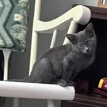 Meredith
