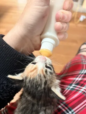 Ida