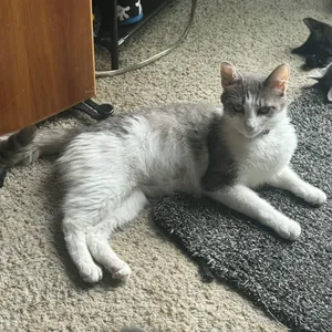 Jasmine
