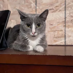 (Mittens)